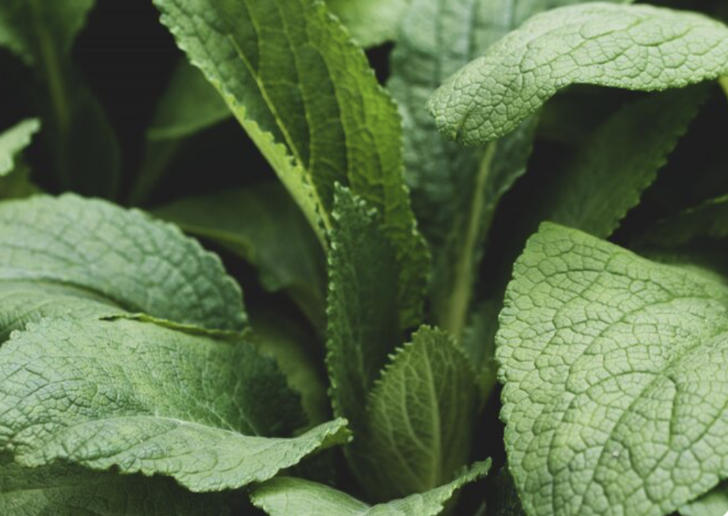 Rubus & Tussilago: Природна синергія для детоксикації та терморегуляції
