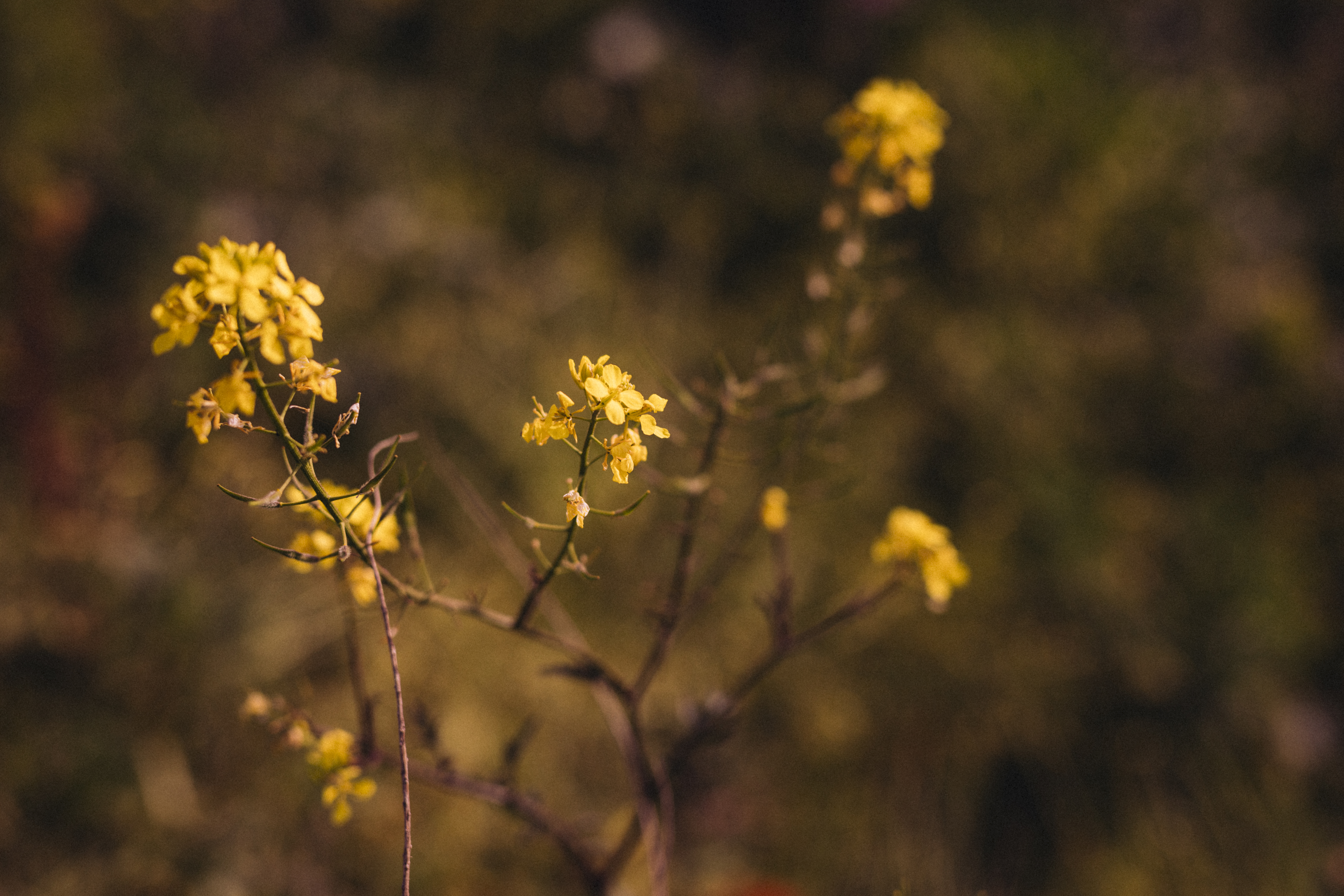 Hypericum & Achillea: Метаболічна активація та ліпотропний ефект